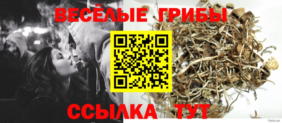 Псилоцибиновые грибы Cubensis  Вход с VPN  Арсеньев 